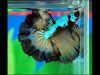 betta-half-moon